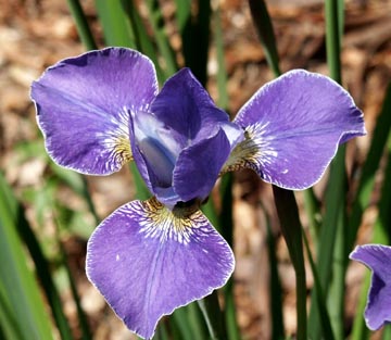 'Silver-edge' Iris